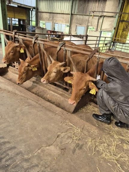 용인특례시가 지역 내 한우농가 221곳에서 사육 중인 모든 한우에 럼피스킨 긴급 백신 접종을 완료했다