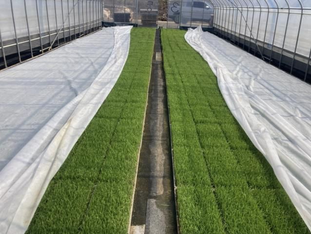 고품질 여주쌀 생산을 위한 적기못자리 설치지도 실시