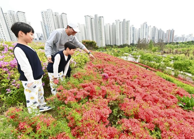 붉게 물든 철쭉 앞에서 아빠가 두 아이에게 꽃을 가리키며 설명하고 있다. 계절의 아름다움을 함께 배우는 순간, 봄날의 가족 풍경이 따스하게 피어난다.