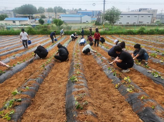 오산시 대원2동, ‘사랑의 고구마 심기’ 행사로 이웃사랑 실천