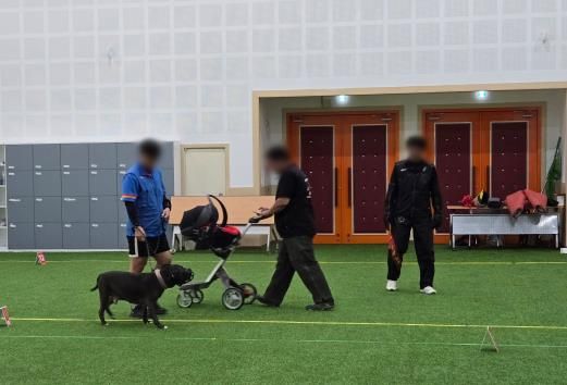 맹견 기질평가